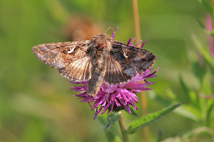 Autographa gamma (Silver-Y).jpg